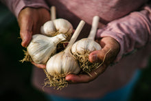 Load image into Gallery viewer, Fresh Garlic
