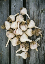 Load image into Gallery viewer, Fresh Garlic