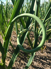 Load image into Gallery viewer, Garlic Scapes